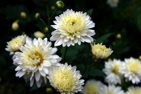 白菊花花語|白菊花的花语和寓意